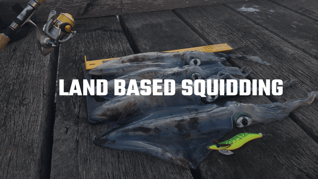 Shore Based Squid